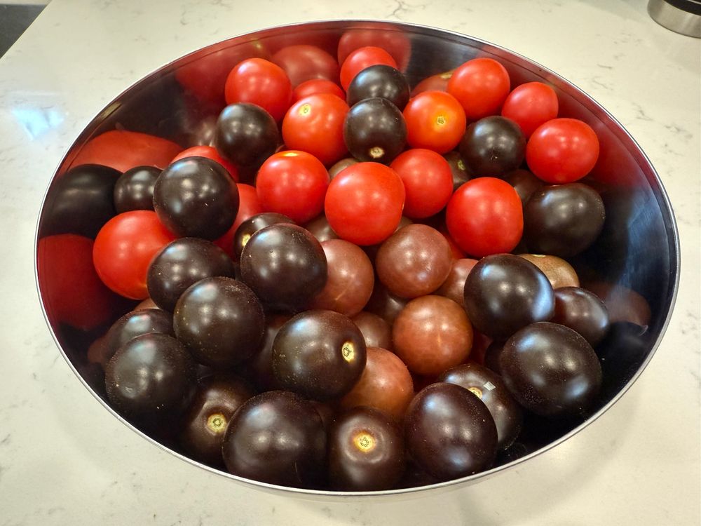 Bowl of sweet 1 million, fox cherry,  chocolate, and purple cherry tomatoes 