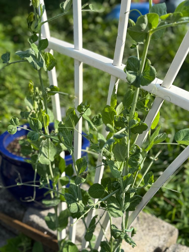 Snap peas on a trellis 