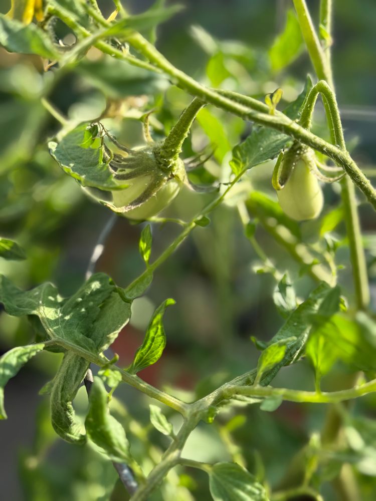 Baby super sauce tomatoes 