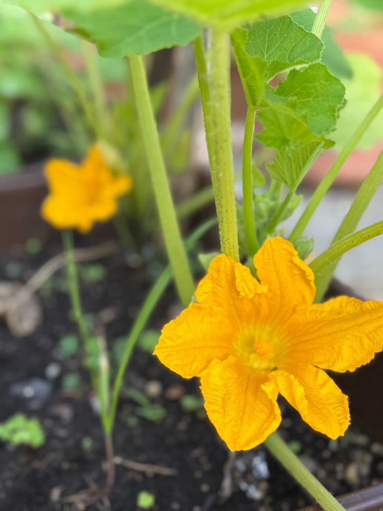 Patty pan squash flowers