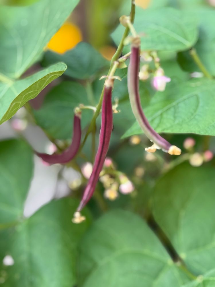 Red swan beans