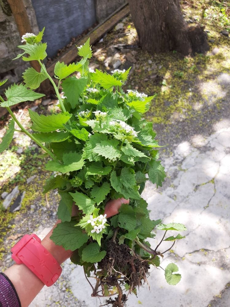 I'm holding a cluster of garlic mustard plants I've pulled from the ground
