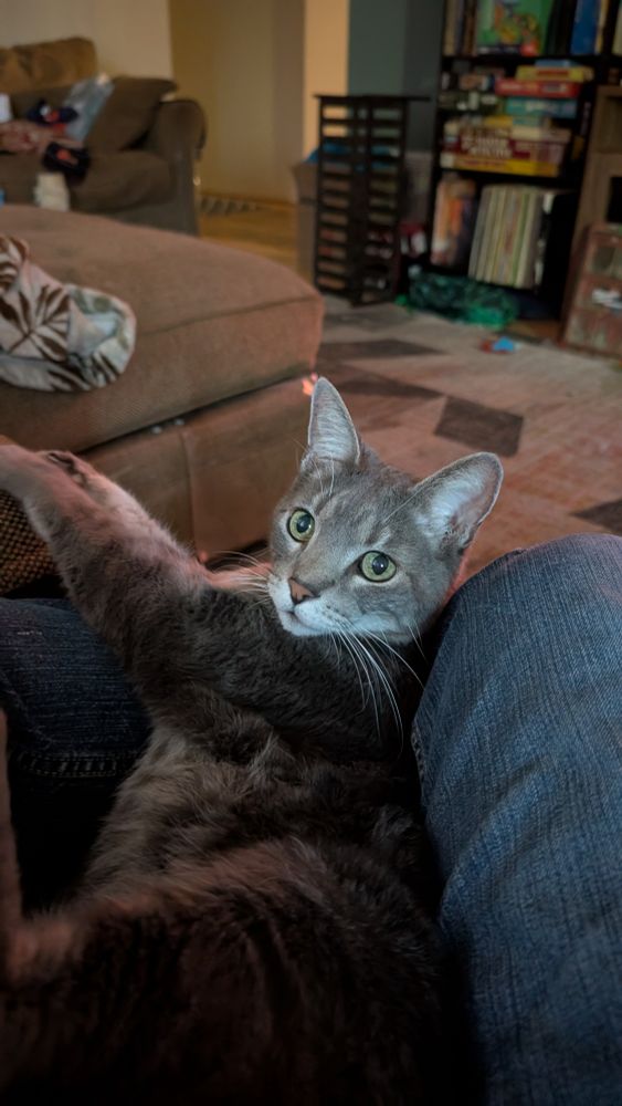 Comfortable cat looking annoyed 