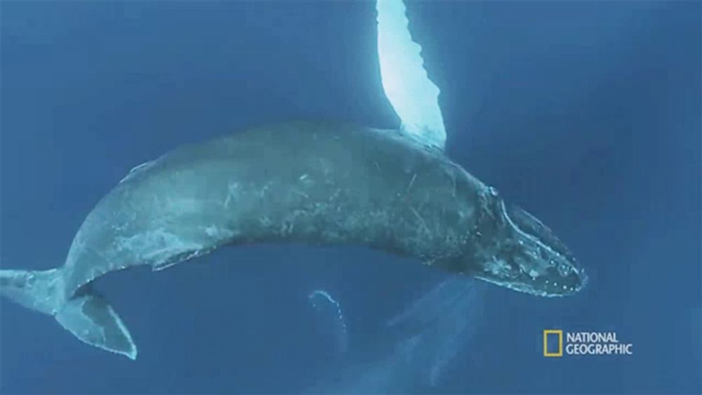 a picture of a humpback whale with the words national geographic on the bottom