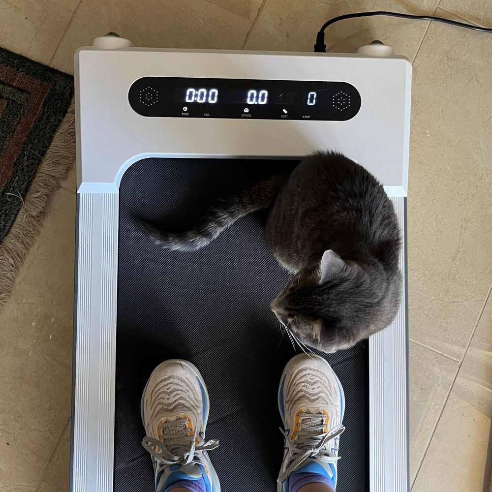 View of a treadmill from above. A cat and a pair of feet wearing white sneakers on on the track. 