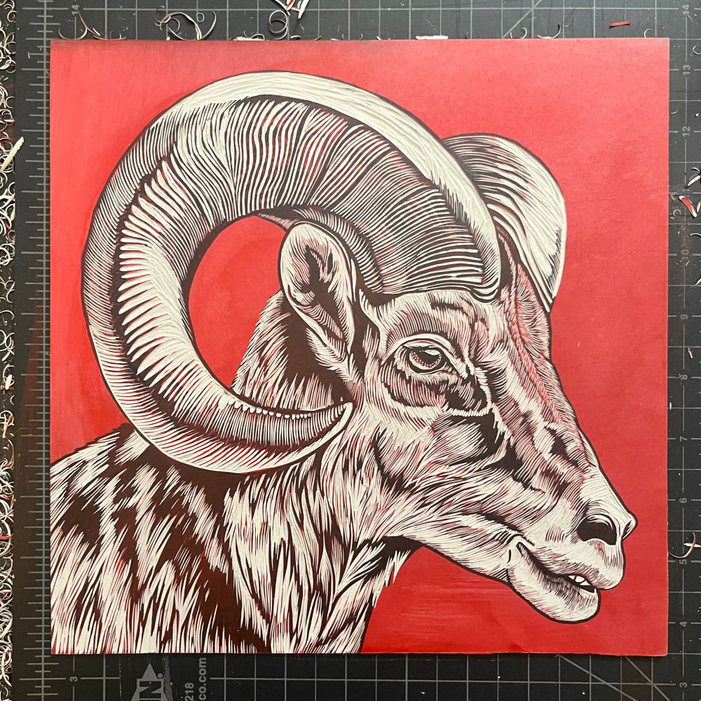 Linocut block of a big horn sheep ram