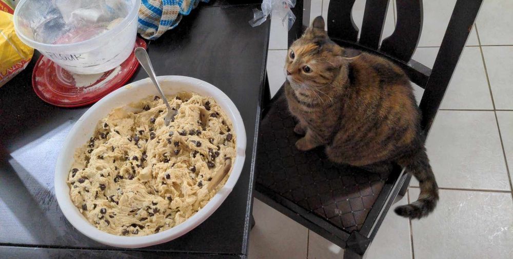 a giant bowl of chocolate chip cookie dough & a very fat brown tabby cat staring at it, ears pointed backwards