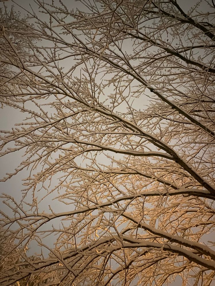 Photograph looking up at tree branches covered in snow. 