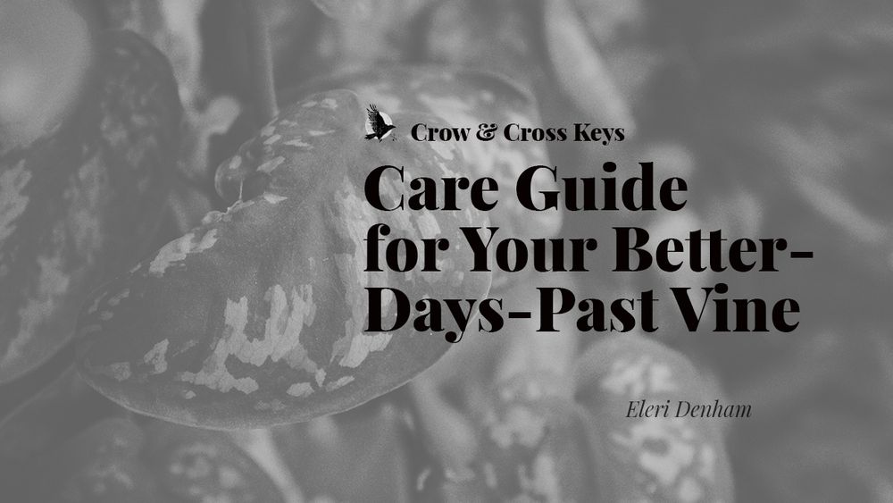 A muted greyscale banner for flash fiction, Care Guide for Your Better-Days-Past Vine by Eleri Denham published on crowcrosskeys.com, featuring a close up of a leaf with silver markings.