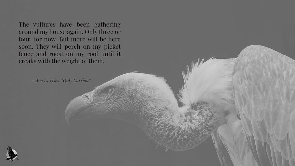 An excerpt from flash fiction, Only Carrion by Ava DeVries published on crowcrosskeys.com, presented on a muted greyscale banner featuring the profile of a vulture, leering. The excerpt reads: The vultures have been gathering around my house again. Only three or four, for now. But more will be here soon. They will perch on my picket fence and roost on my roof until it creaks with the weight of them.