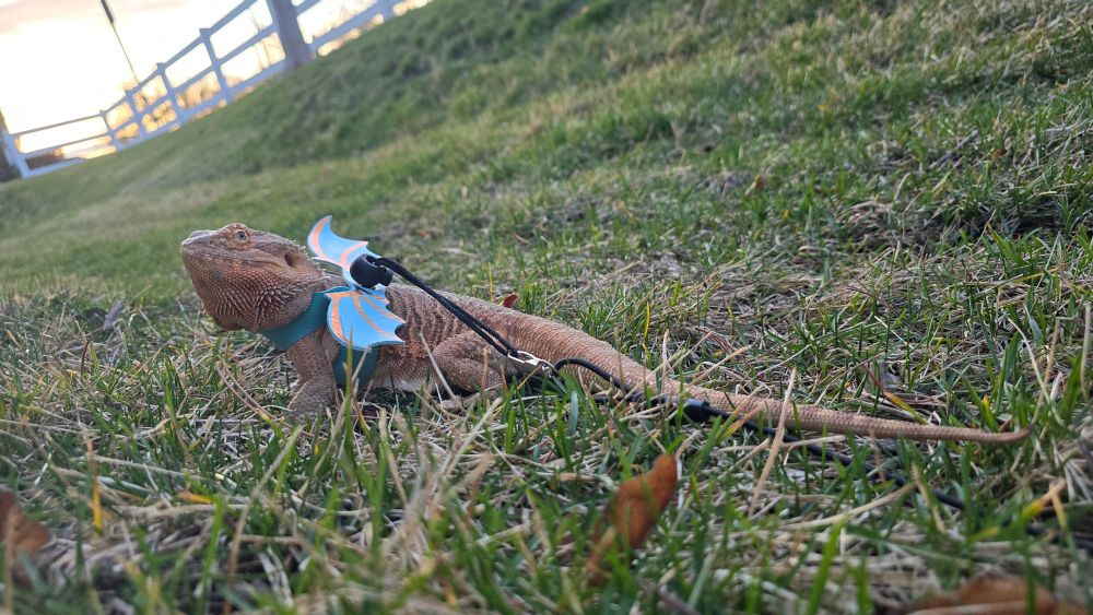 Jörmongander touches grass