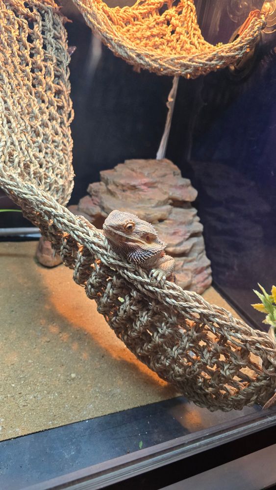 Jörm peeking over the hammock.