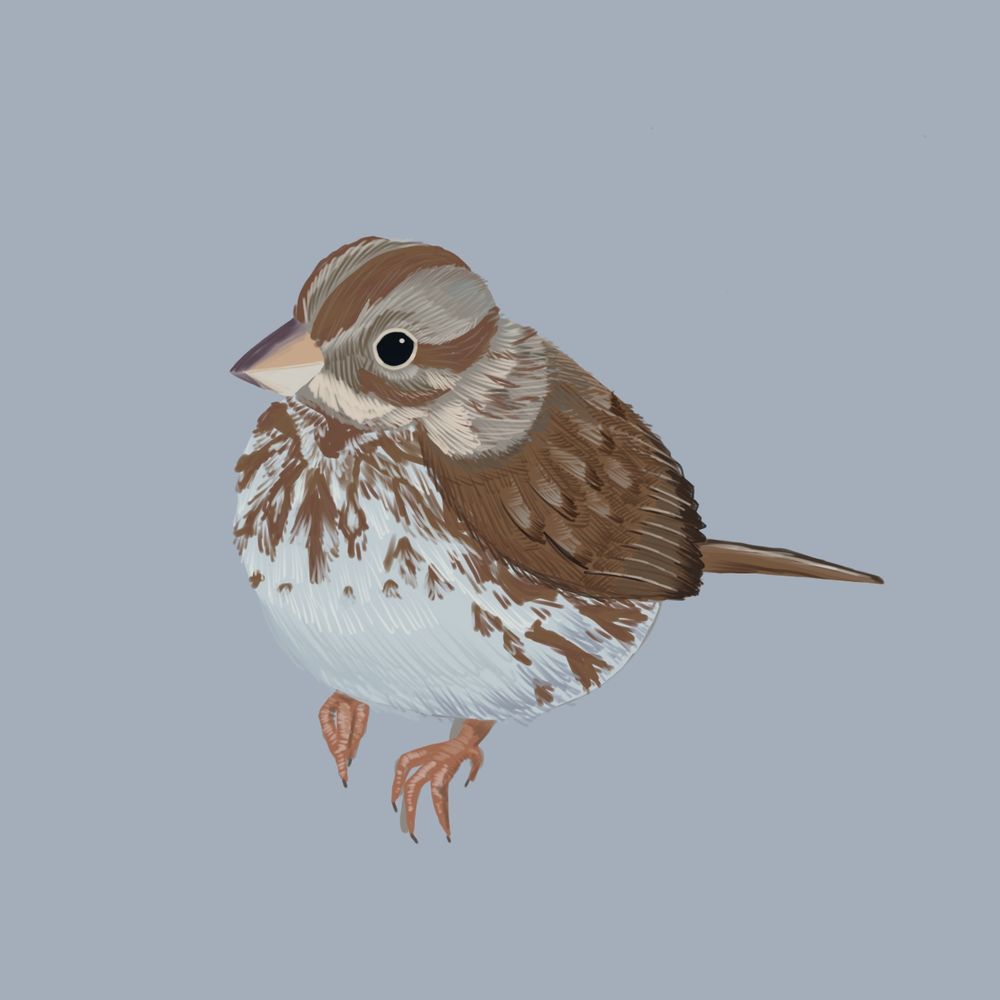 Digital painting of a song sparrow