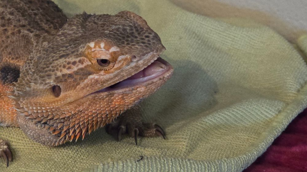 Jörmongander with his little mouth open.