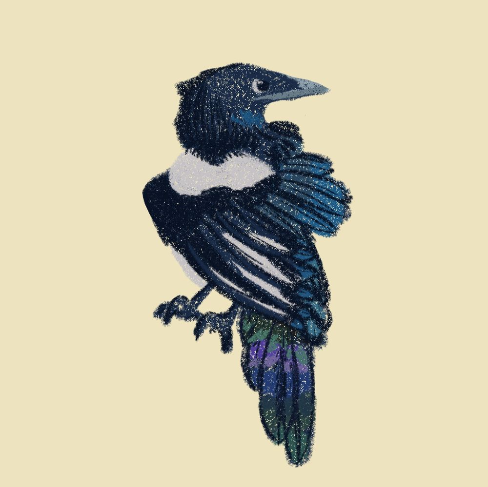 Digital drawing of a magpie