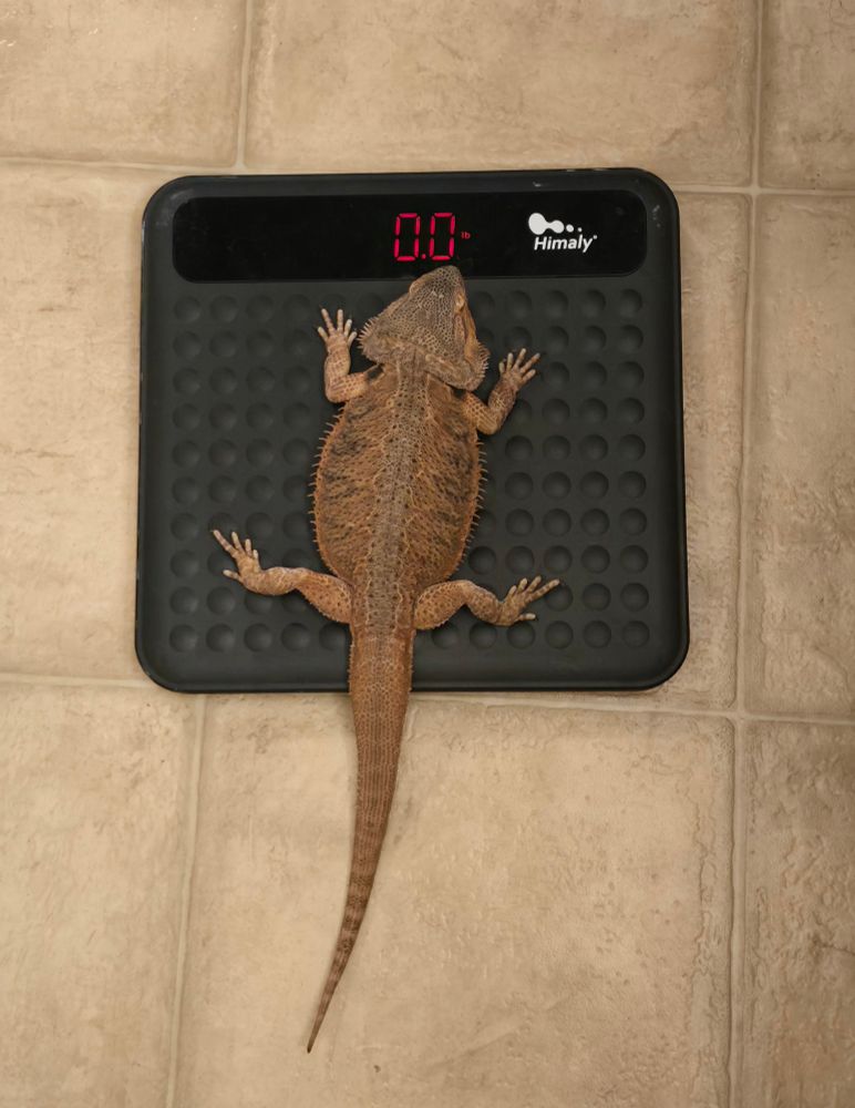 Jörm on a scale that reads zero pounds and zero ounces.