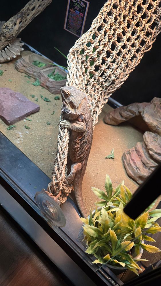 Jörm peeking over the hammock from a different angle. 