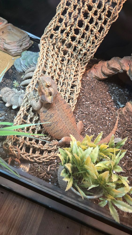 My bearded dragon sitting on his hammock. He is a bit inflated.