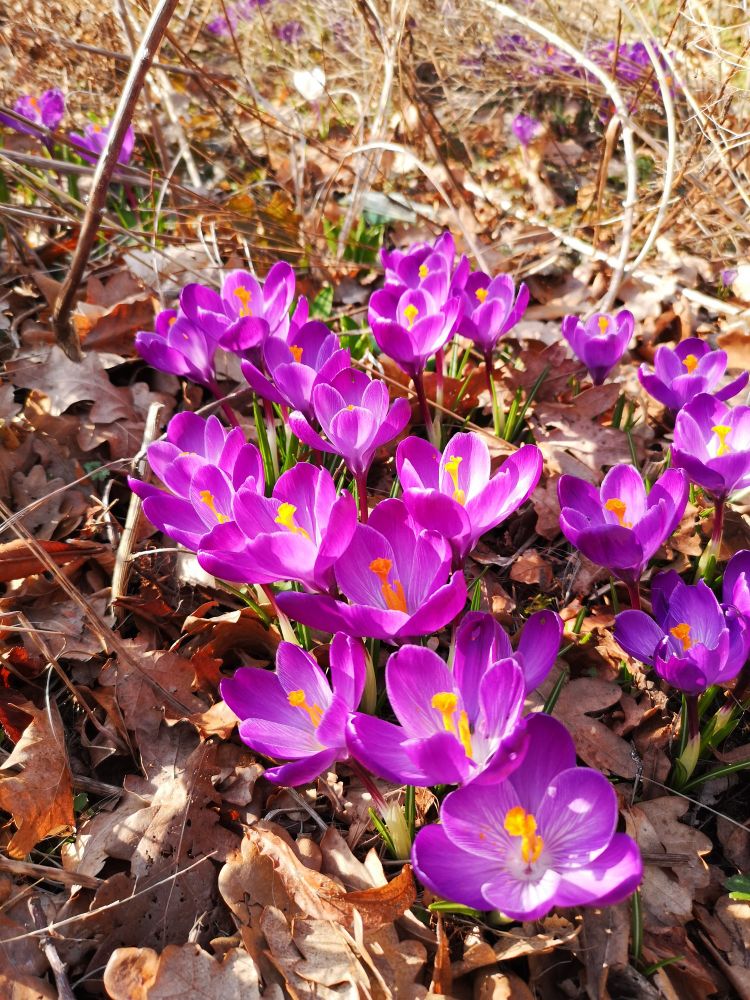 Purple crocus 