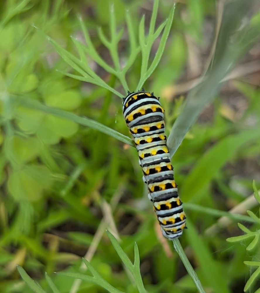 A top down look at a caterpillar with black and white alternating stripes along with yellow dots on each of the black stripes. It is on the stem of a dill plant.