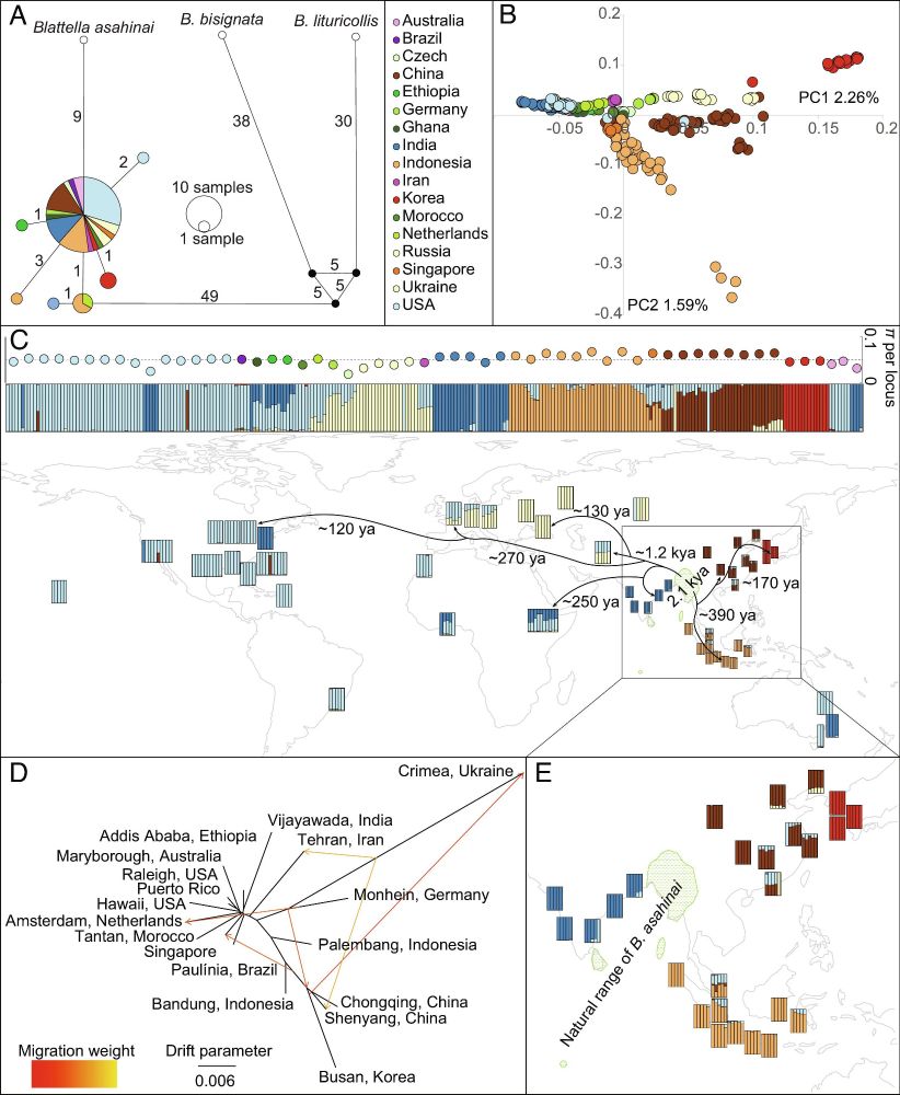 Solving the 250-year-old mystery of the origin and global spread of the German cockroach, Blattella germanica | Proceedings of the National Academy of Sciences