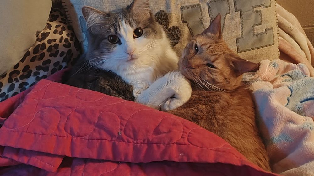 Two cats, one grey & white domestic longhair on the right, with a ginger tabby domestic shorthair on the left, cuddling in front of a throw pillow that says "LOVE" with a paw representing the O in LOVE.