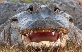 Image of an Alligator