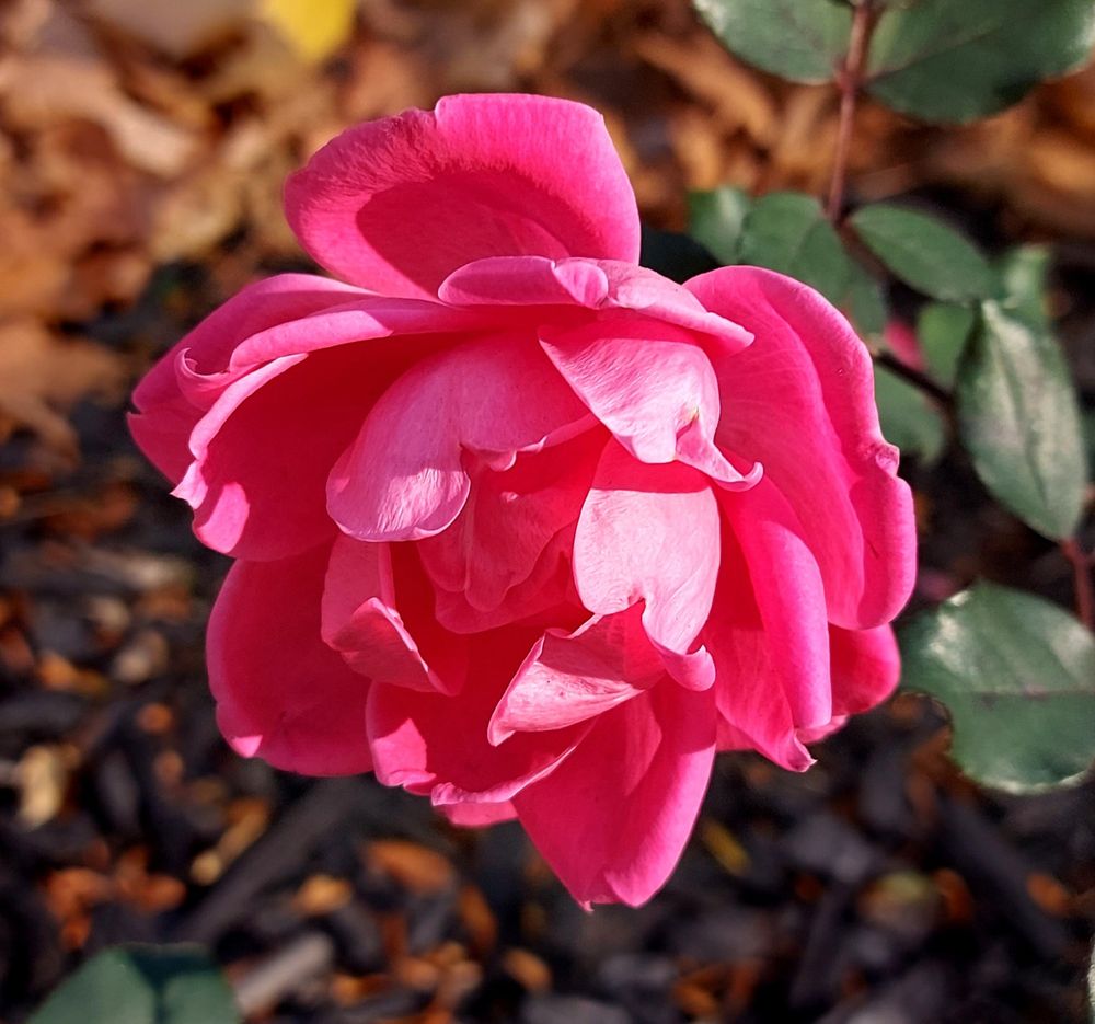 Pink rose in watery November sunlight