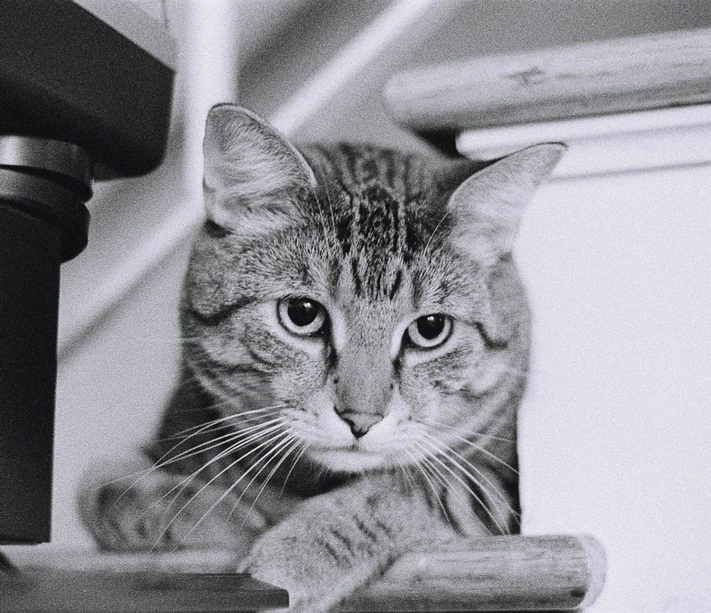 my large gourmand son Hercule. brown tabby cat with a round face