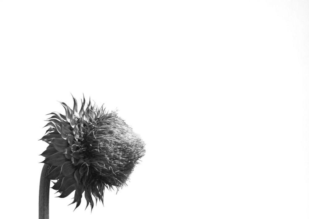 A black and white image of a thistle flower