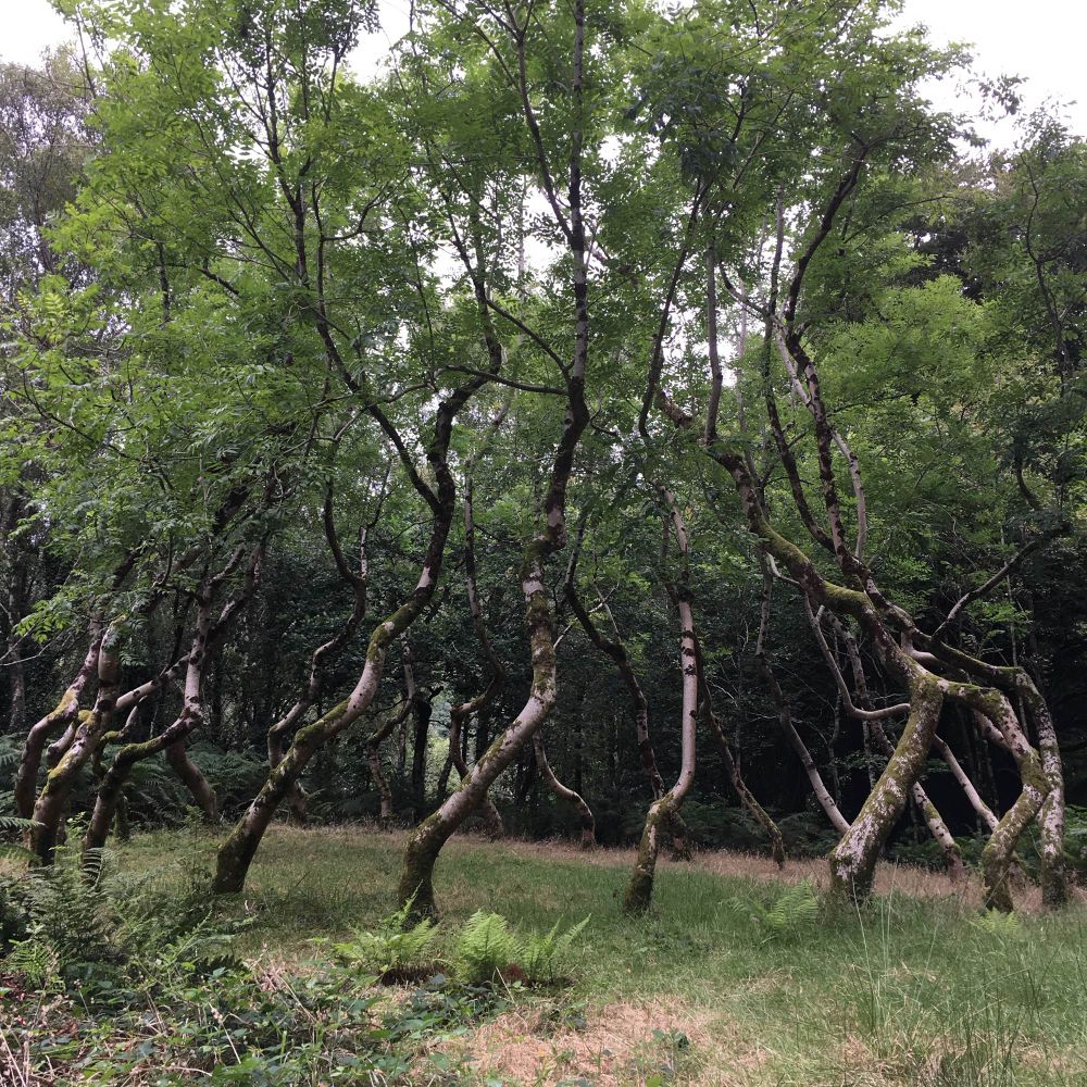 Image of the Ash Dome by sculptor David Nash: a ring of Ash trees planted in the 70s and tended ever since into this dancing intertwined shape. Their location in Wales remains secret. 