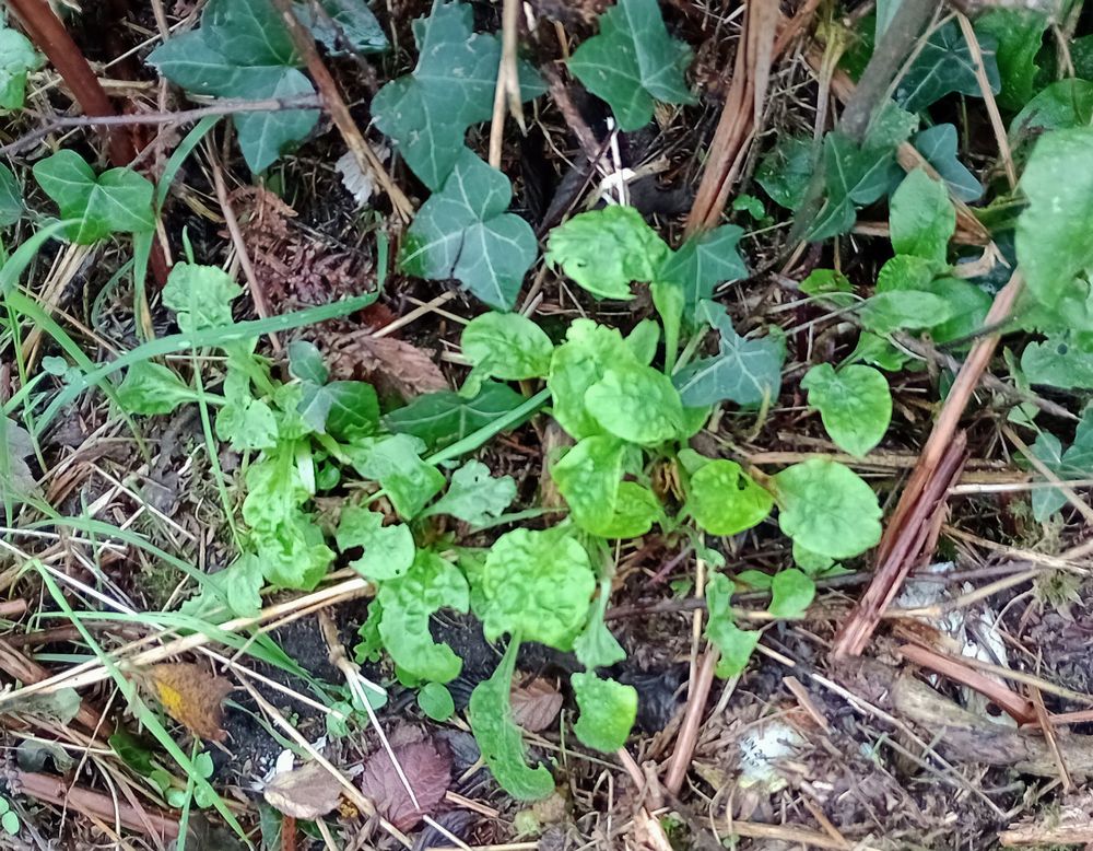 Vibrant light green leaves apparently sprouting from the ground among darker living leaves and assorted bits of dead brown plant matter