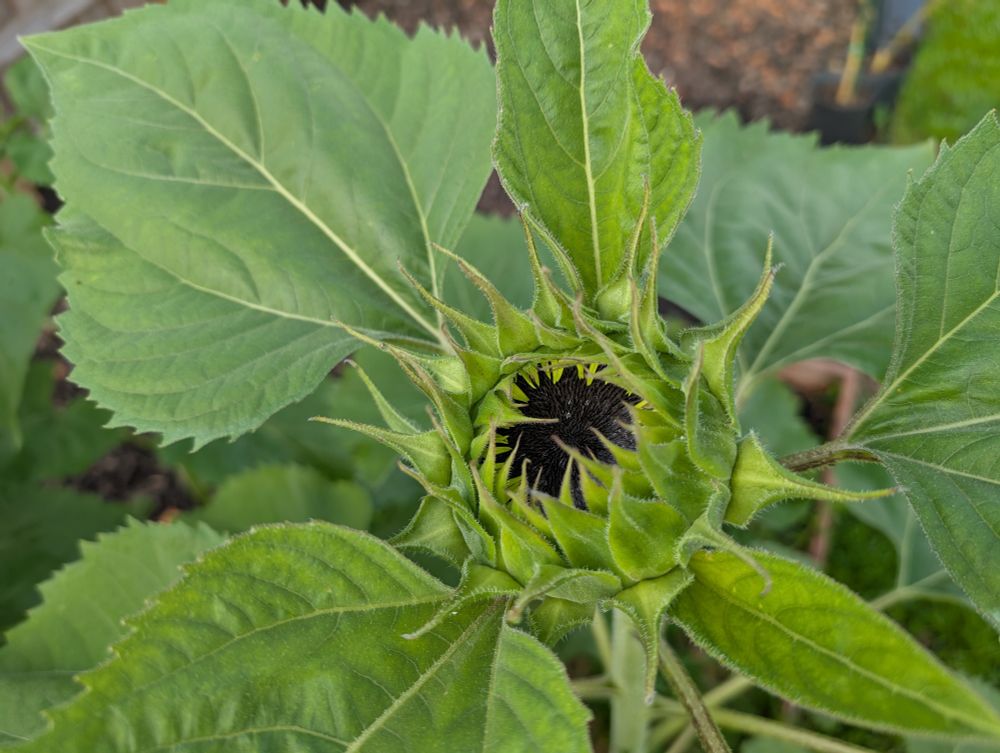 Sunflower starting to bloom.