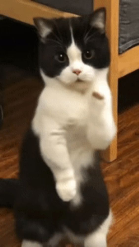 a black and white cat sitting on its hind legs