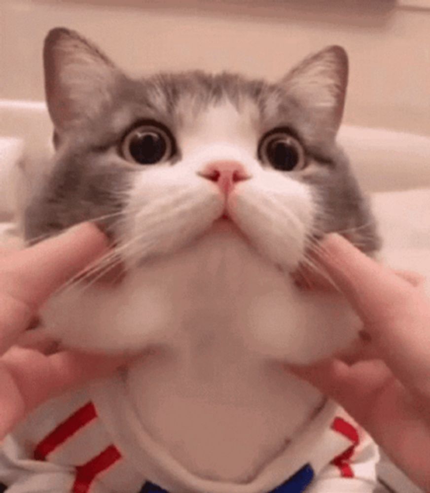 a gray and white cat is being held by a person 's hands .