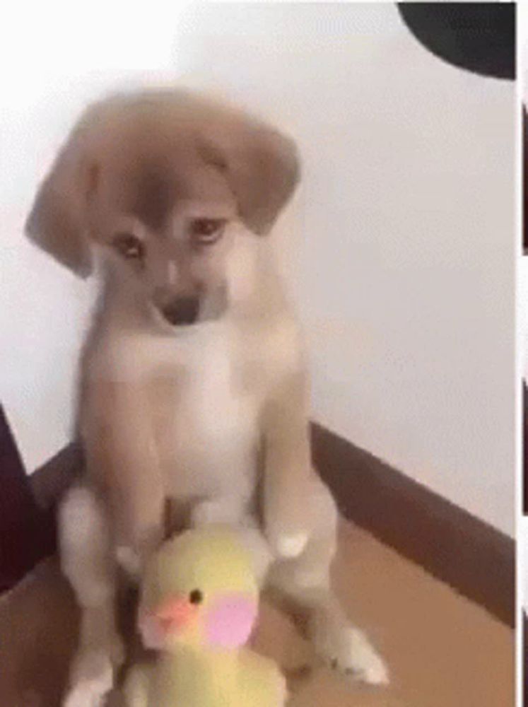 a puppy is sitting on top of a stuffed duck toy