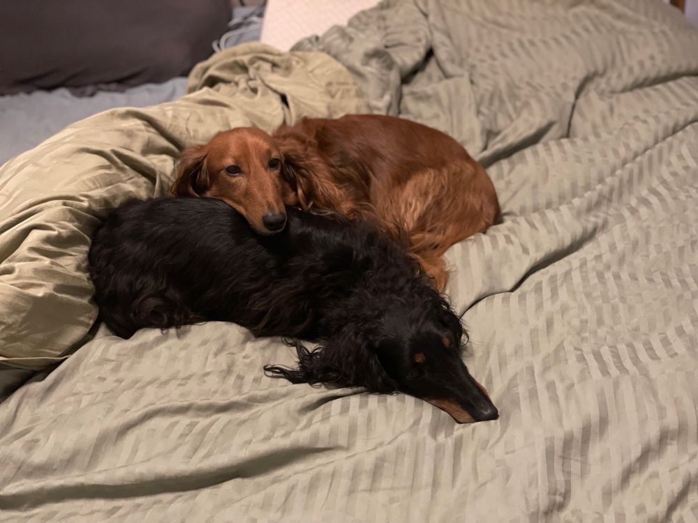 A red dachshund rest his head on a black and tan dachshund’s back as they lie on a bed with green sheets.  Both are long haired.
