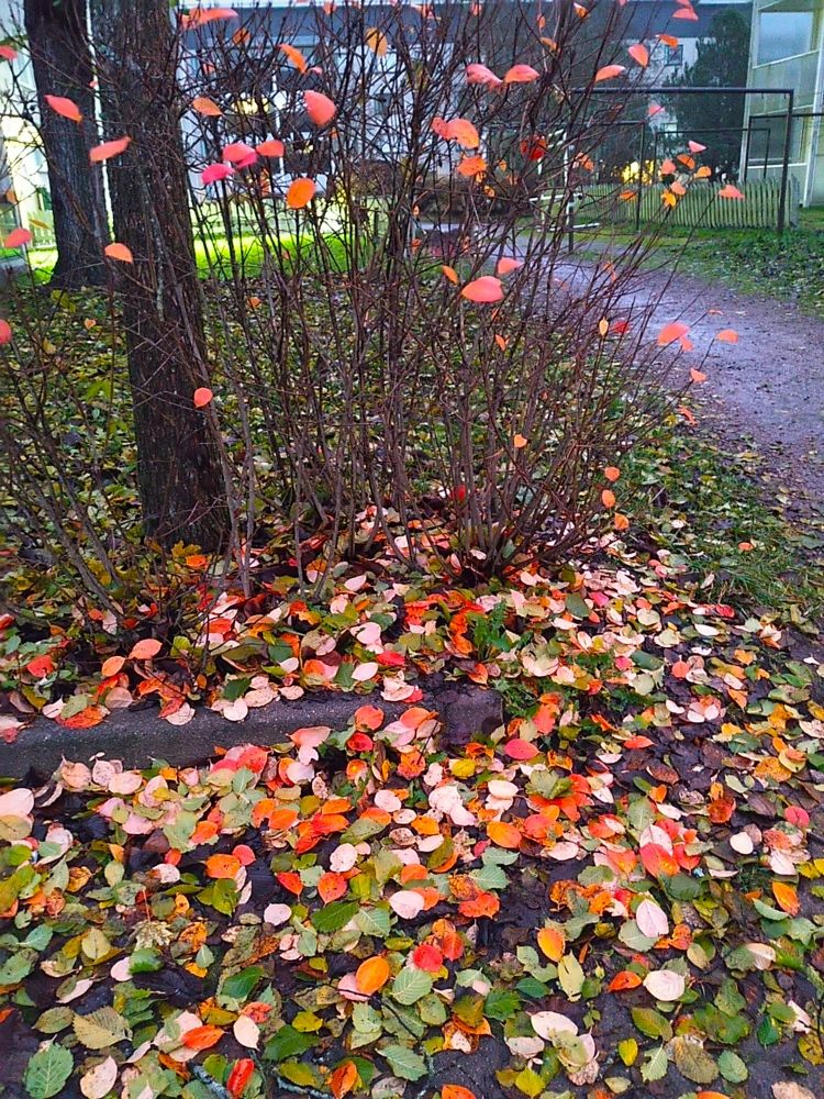 Punaisia, keltaisia ja vihreitä pensaista ja puista pudonneita lehtiä. Kaksi puunrunkoa, oikealla märkä kävelytie ja pyykinkuivausteline. Kerrostalopiha.