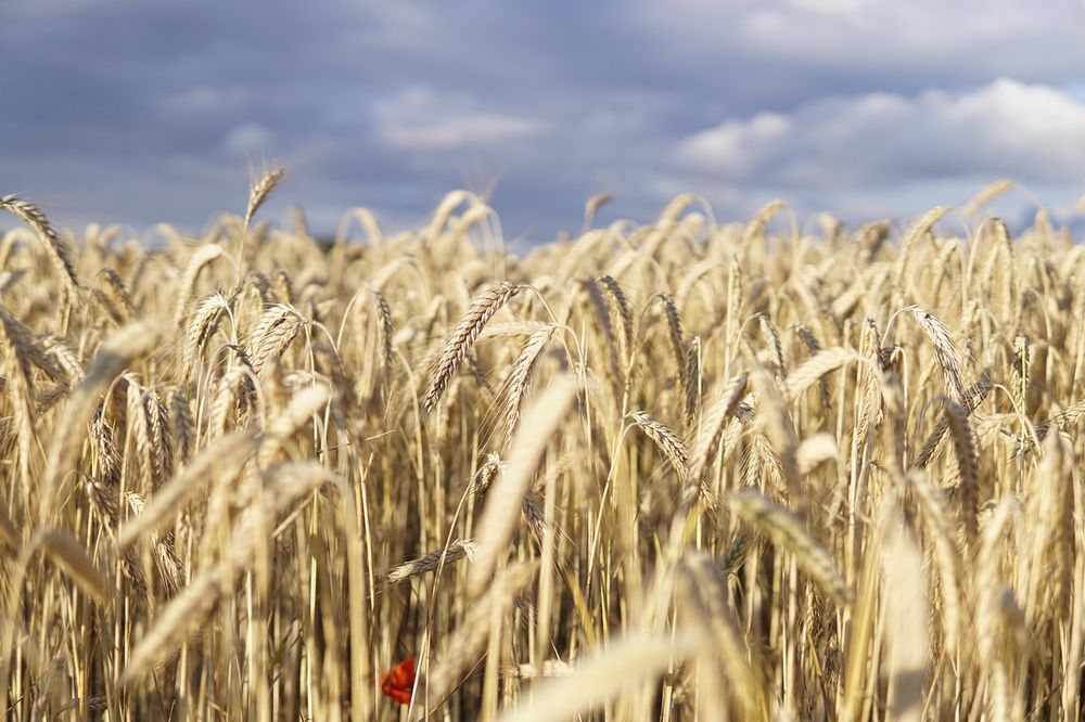 Campo de trigo.