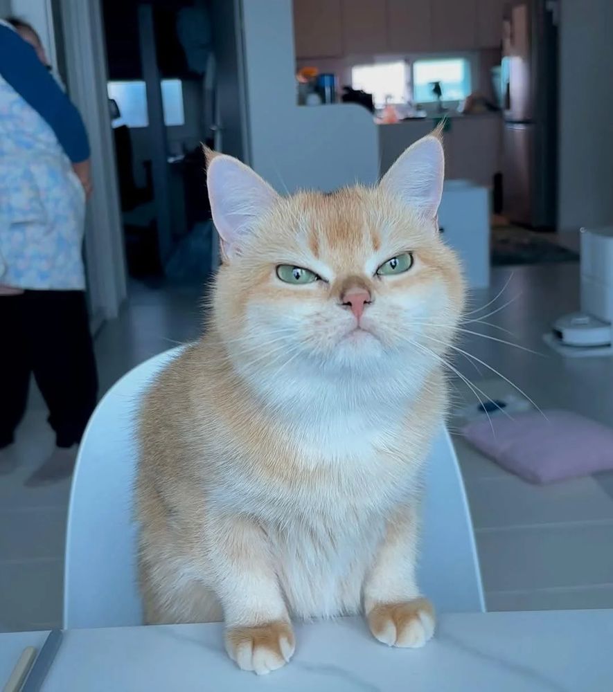 A grumpy-looking cat sitting on a chair
