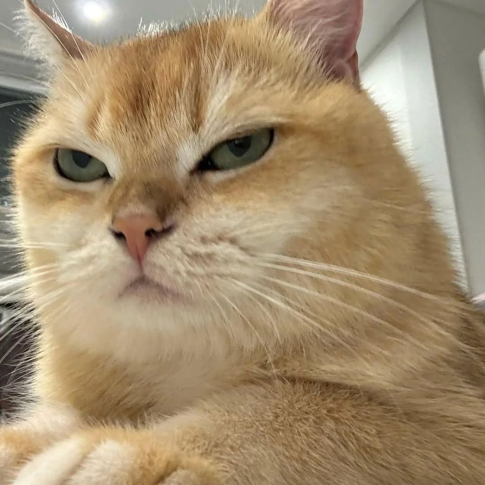 A grumpy-looking cat sitting with a perpetually unimpressed expression