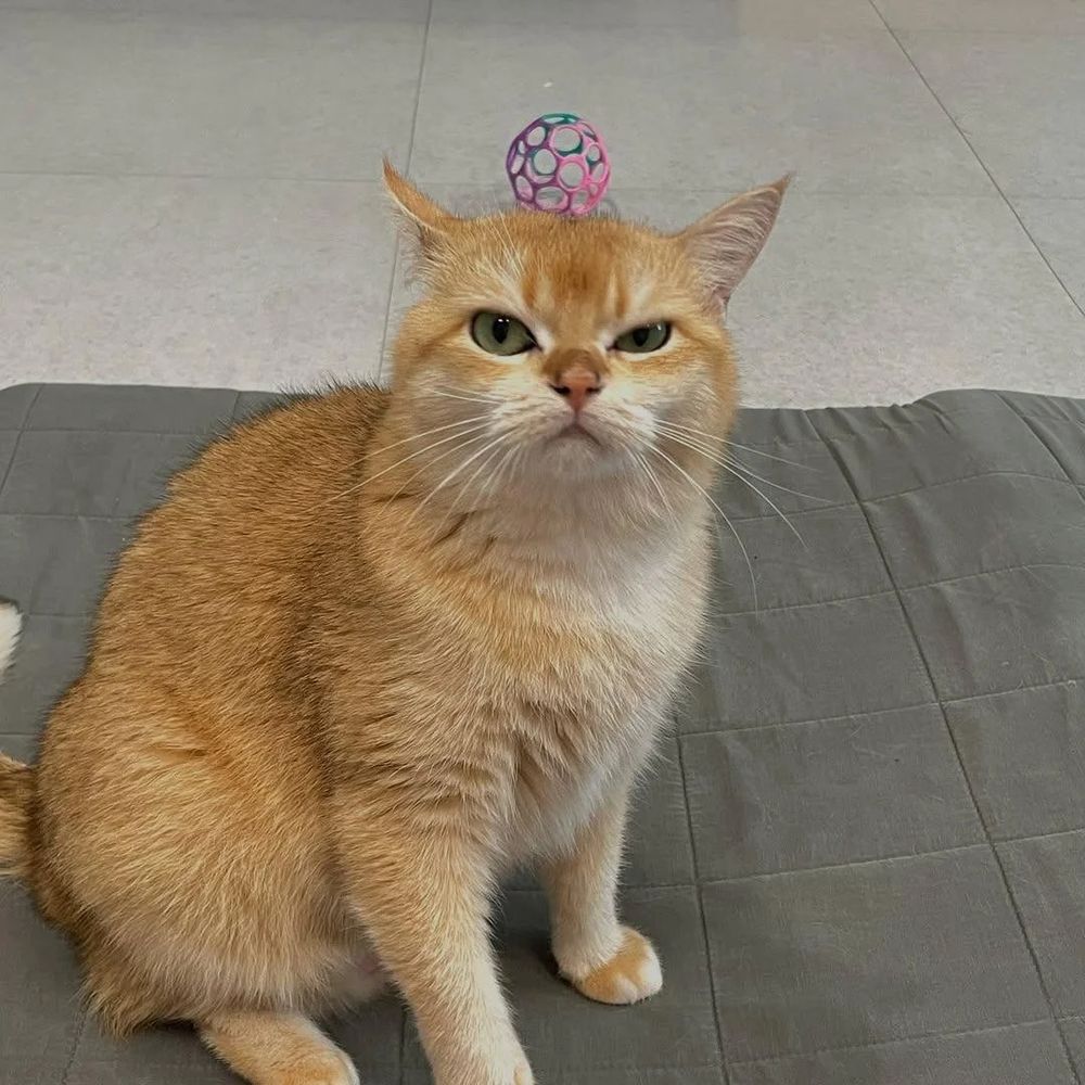 A grumpy-looking cat staring blankly ahead with narrowed eyes