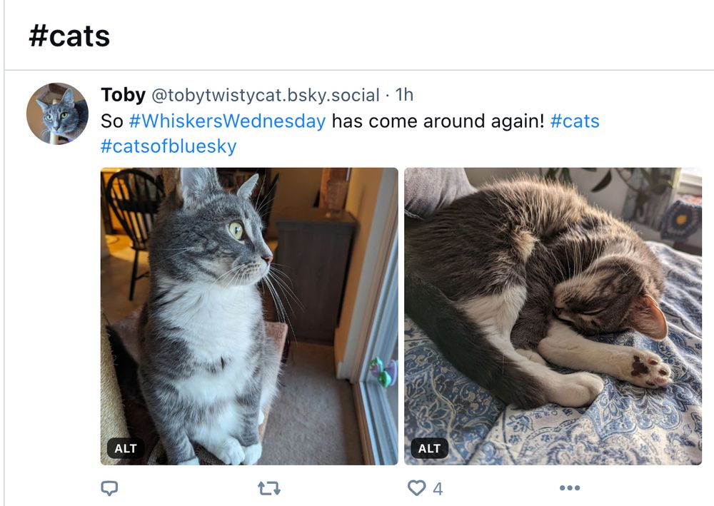 #cats
Toby @tobytwistycat.bsky.social 1 hour ago
So #WhiskersWednesday has come around again! #cats #cats of bluesky

Two pictures of cats