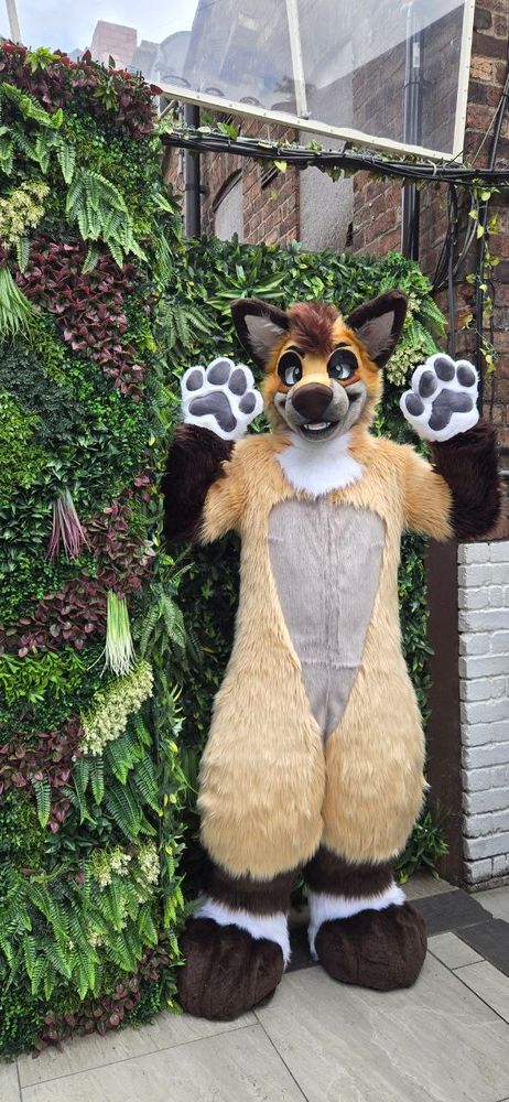 Folf stood by a wall with his paws up