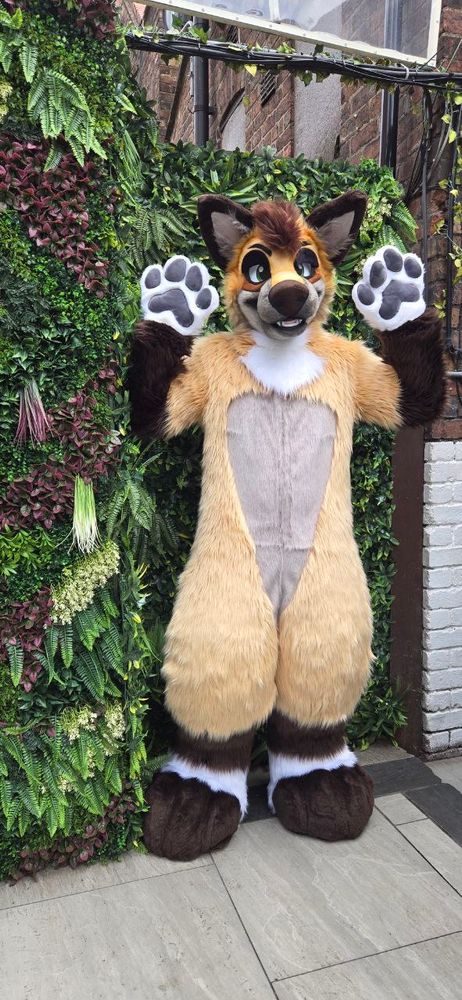 Folf stood by a wall with his paws up
