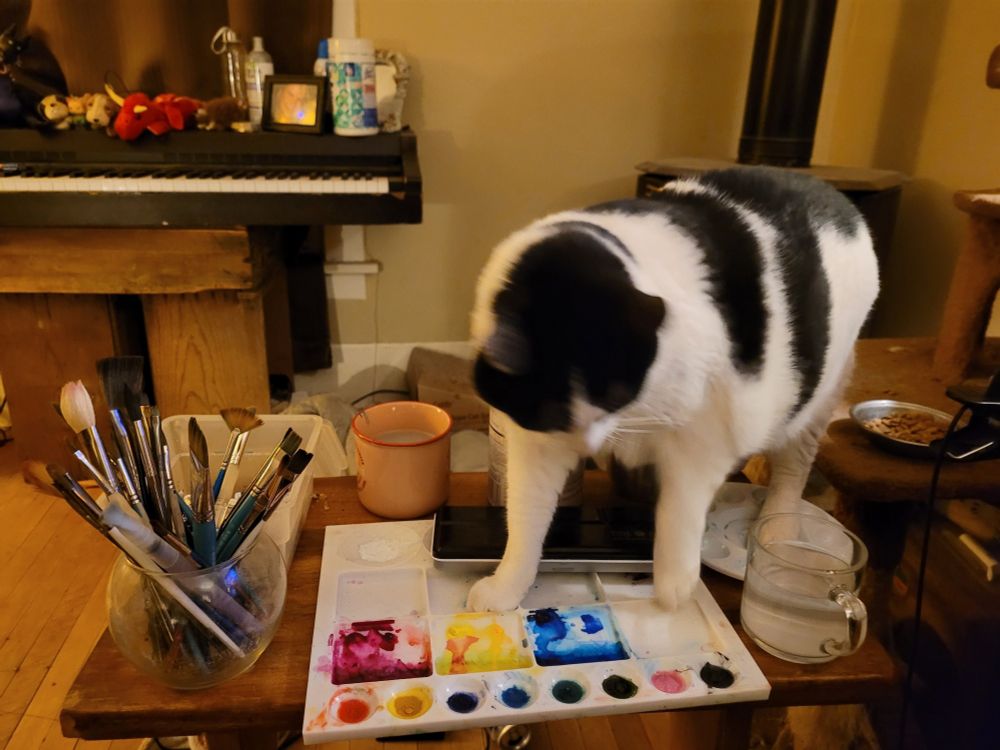 A picture of a fat black and white cat stepping in a tray of water color paint