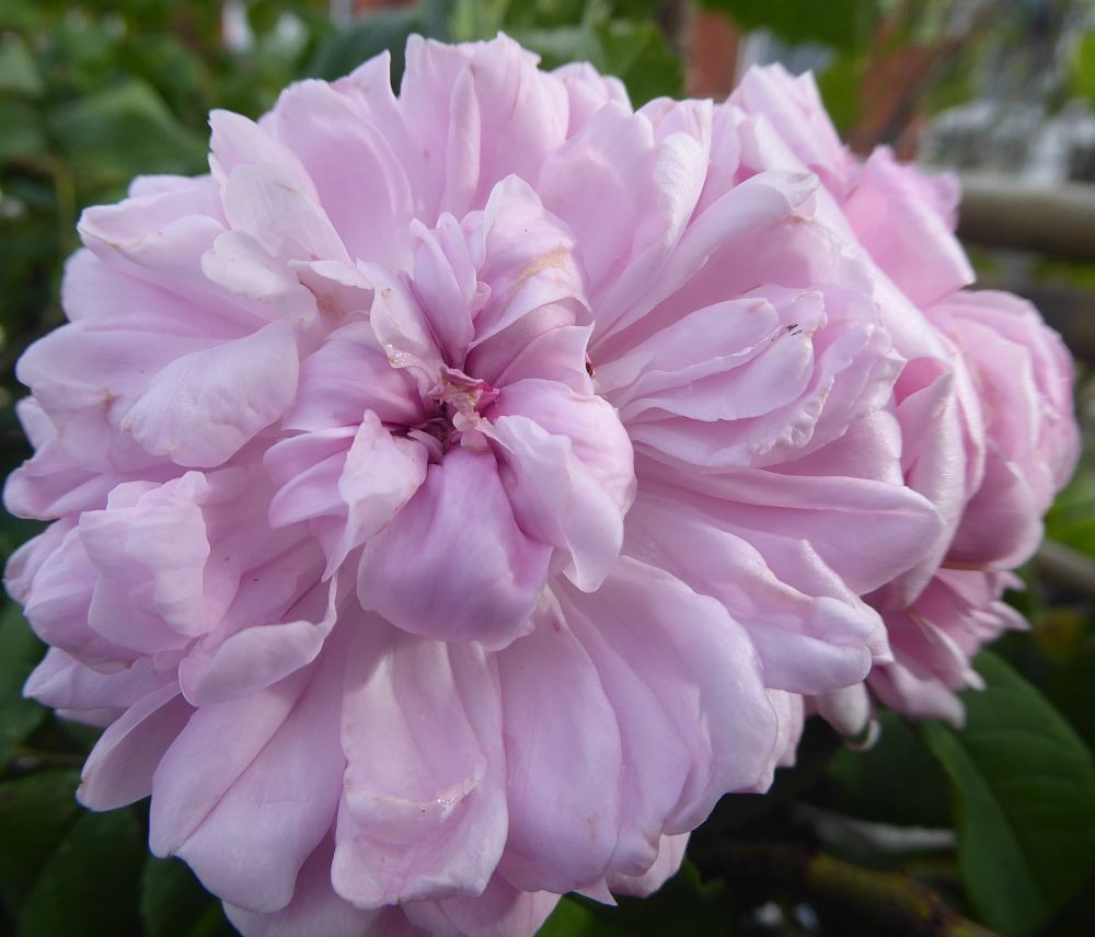 Wilting blossom of Old Rose Jacques Cartier. The flower is clear pink, fully double and quartered.