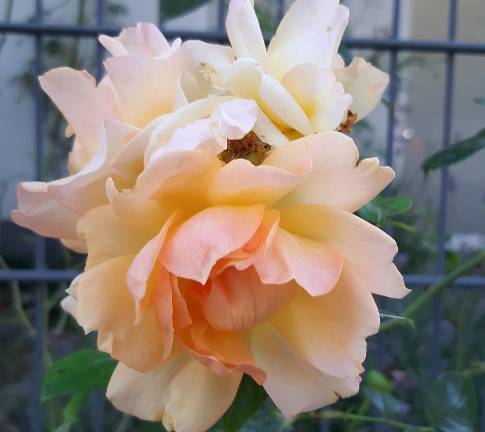 2 opening rose blossoms in peachy-cream shades. One is starting to show a yellow centre.