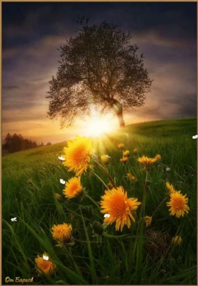 a picture of a field of dandelions with a tree in the background taken by om bapsol