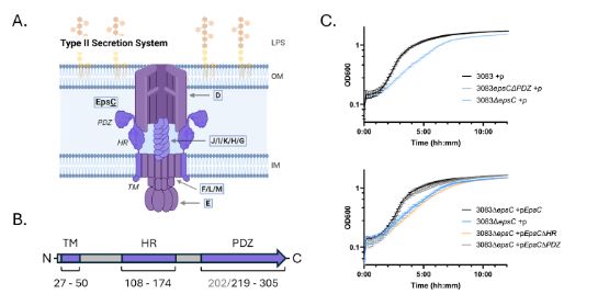 Deletion of the TM or HR region of the epsC gene causes a growth defect, while deletion of PDZ does not affect growth. 
